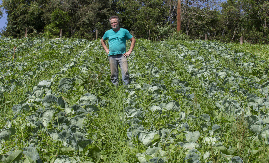 SÃO JOSÉ DOS PINHAIS (BRASIL), 25/10/2024; O produtor de orgânicos Luiz Claudio Ravaglio da Rocha que é certificado pelo TECPAR, Paraná, Brasil.
