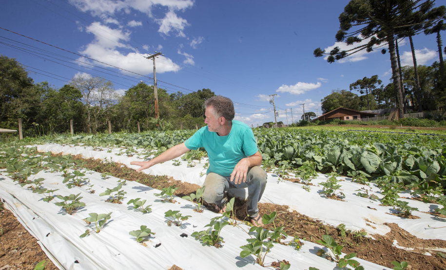 SÃO JOSÉ DOS PINHAIS (BRASIL), 25/10/2024; O produtor de orgânicos Luiz Claudio Ravaglio da Rocha que é certificado pelo TECPAR, Paraná, Brasil.