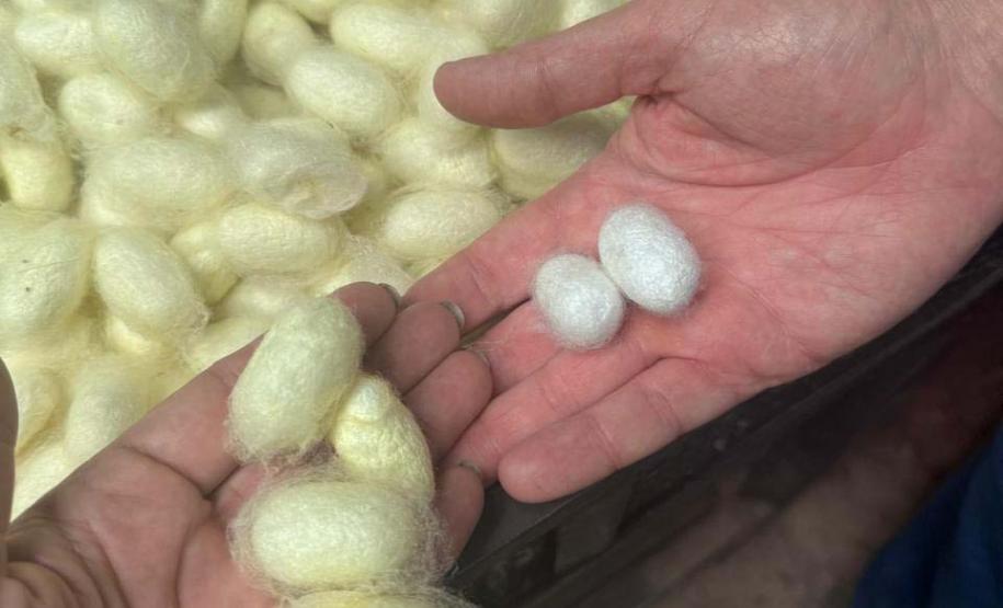 Paraná conhece experiência da Índia para impulsionar cadeia da sericicultura