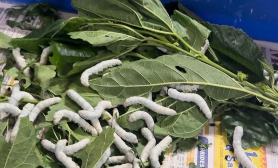 Paraná firma parceria com associação indiana para desenvolvimento da sericultura