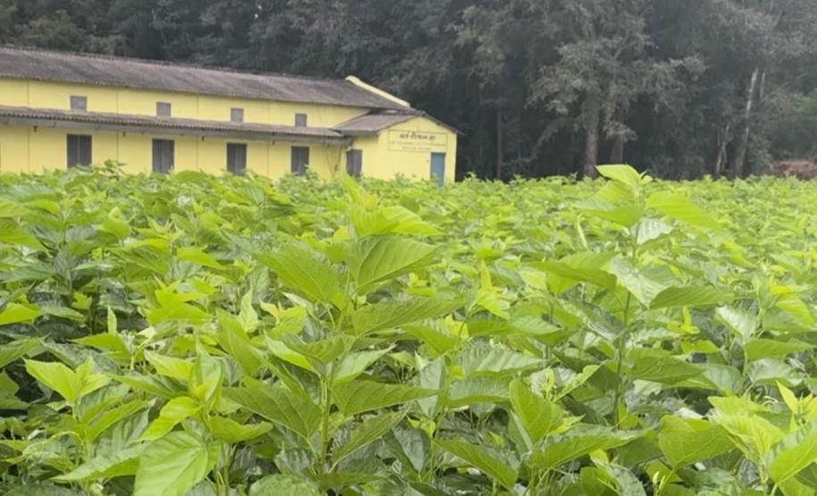 Paraná firma parceria com associação indiana para desenvolvimento da sericultura