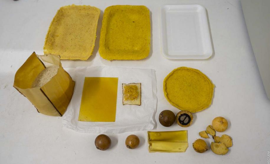 Pesquisadora da UEM transforma macaúba em embalagens biodegradáveis