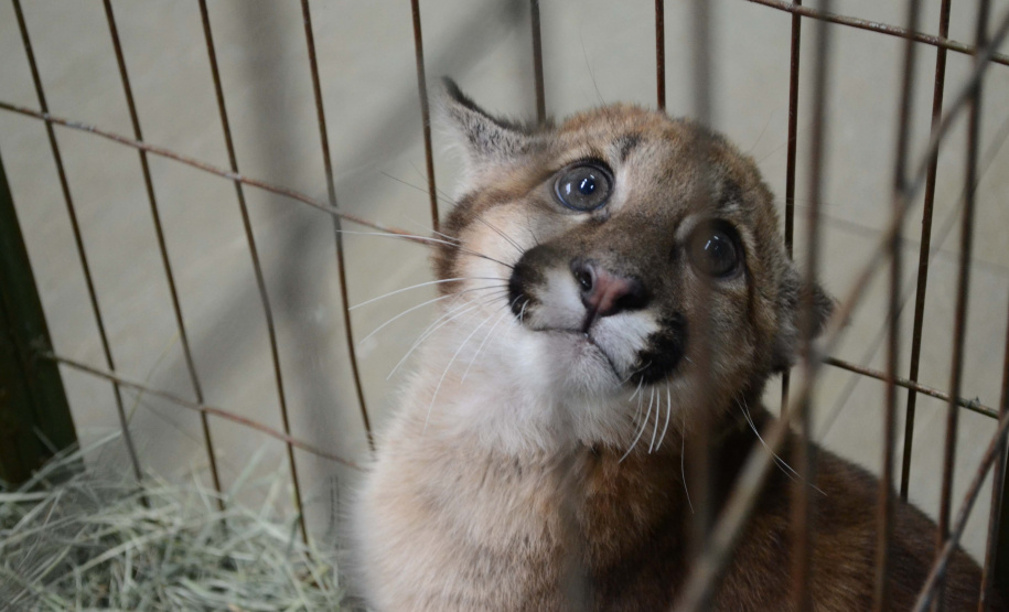 IAT fecha 2024 com 3.735 atendimentos à fauna silvestre no Paraná