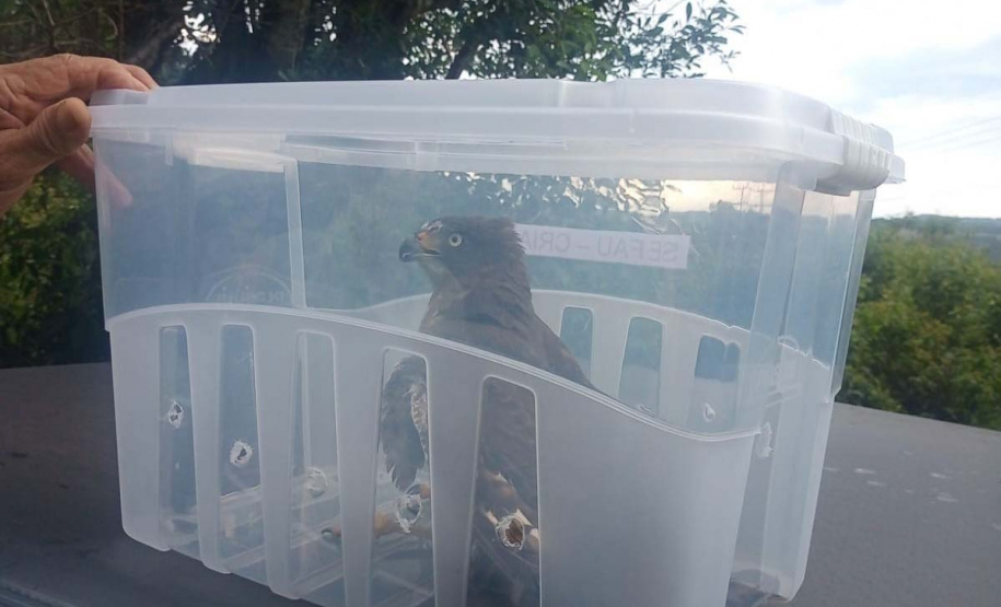 IAT fecha 2024 com 3.735 atendimentos à fauna silvestre no Paraná