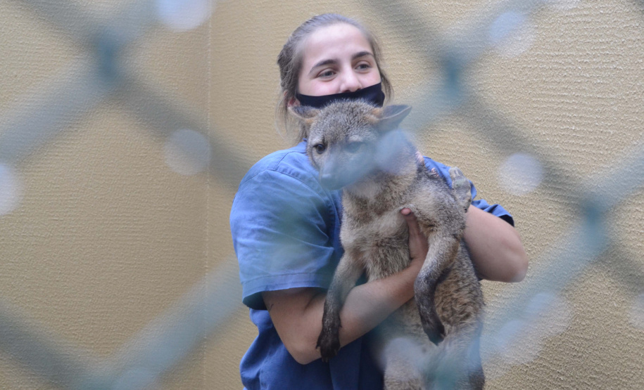 IAT fecha 2024 com 3.735 atendimentos à fauna silvestre no Paraná