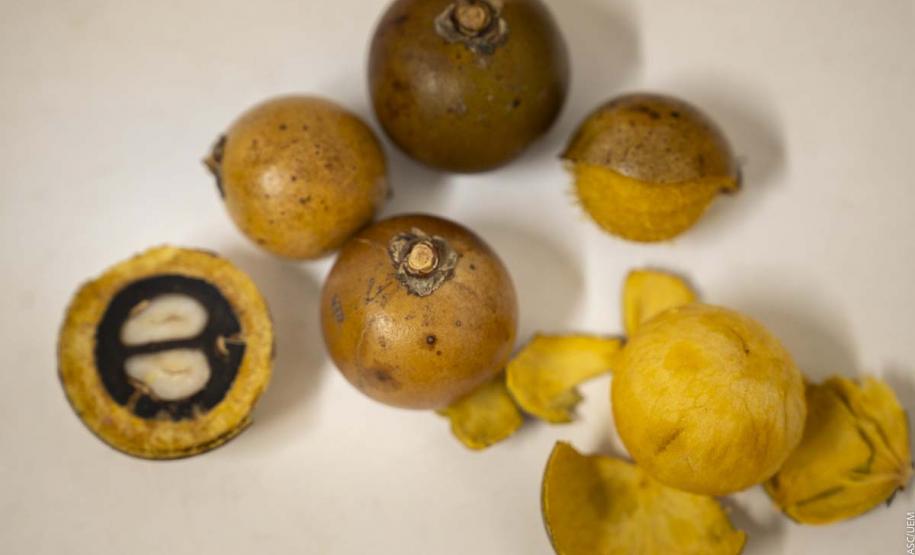 Pesquisadora da UEM transforma macaúba em embalagens biodegradáveis