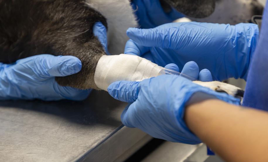 Pioneiro: Tecpar conclui projeto-piloto de acreditação de estabelecimentos veterinários