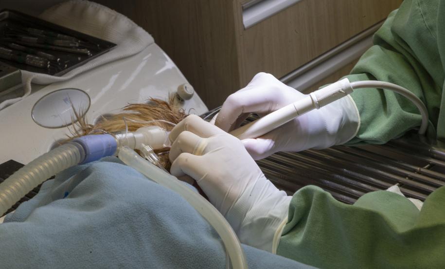 Pioneiro: Tecpar conclui projeto-piloto de acreditação de estabelecimentos veterinários