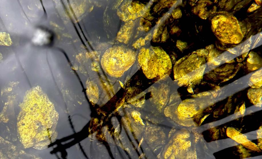 Governo do Paraná e UFPR firmam parceria para fomentar a produção de ostras no Litoral