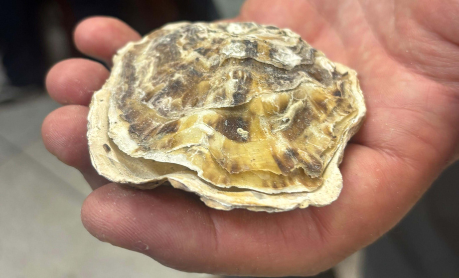 Governo do Estado investe R$ 6,6 milhões em projetos para impulsionar economia do Litoral