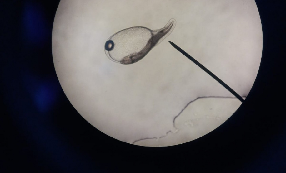 Governo do Estado investe R$ 6,6 milhões em projetos para impulsionar economia do Litoral