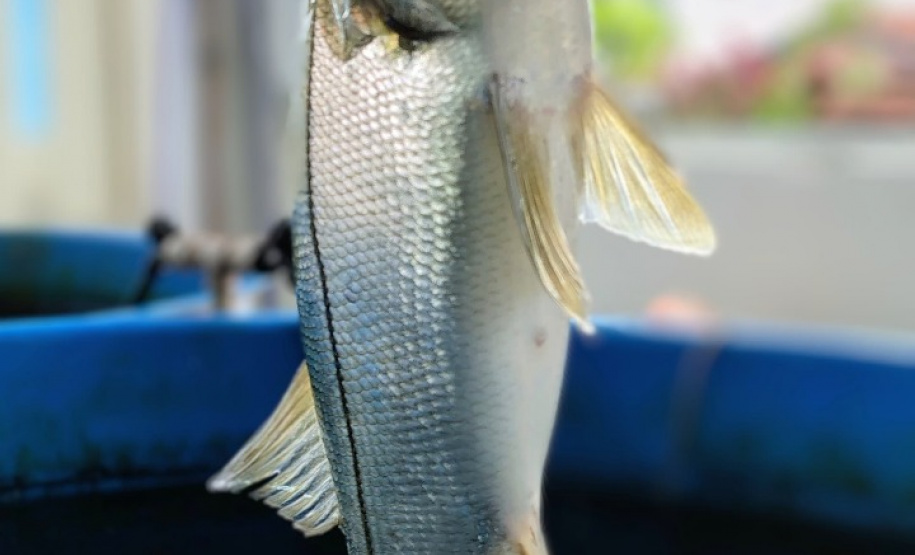 Governo do Estado investe R$ 6,6 milhões em projetos para impulsionar economia do Litoral