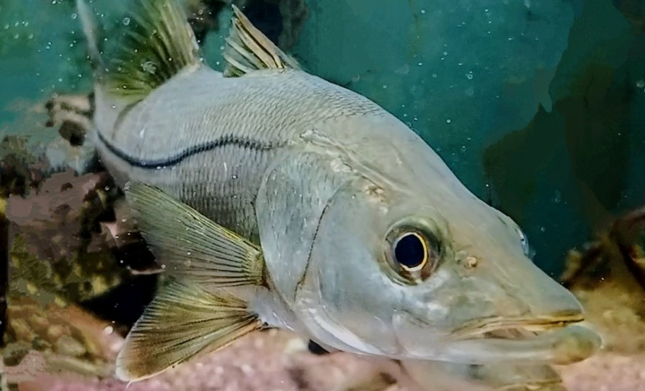 Governo do Estado investe R$ 6,6 milhões em projetos para impulsionar economia do Litoral