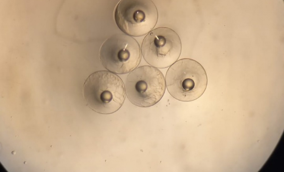 Governo do Estado investe R$ 6,6 milhões em projetos para impulsionar economia do Litoral