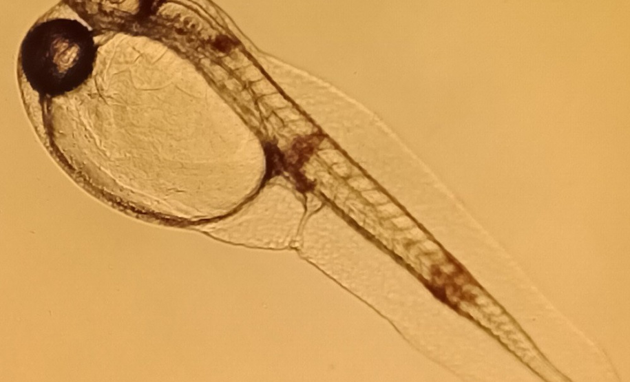 Governo do Estado investe R$ 6,6 milhões em projetos para impulsionar economia do Litoral