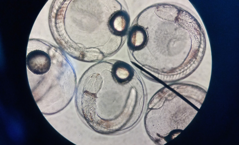 Governo do Estado investe R$ 6,6 milhões em projetos para impulsionar economia do Litoral