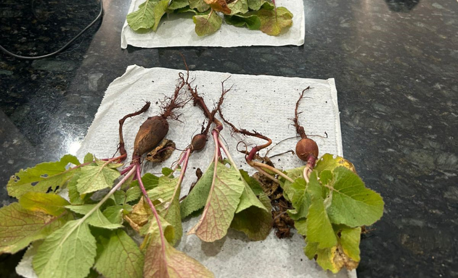 Pesquisa da Unioeste estuda como transformar cabelo humano em adubo