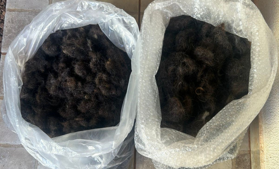 Pesquisa da Unioeste estuda como transformar cabelo humano em adubo