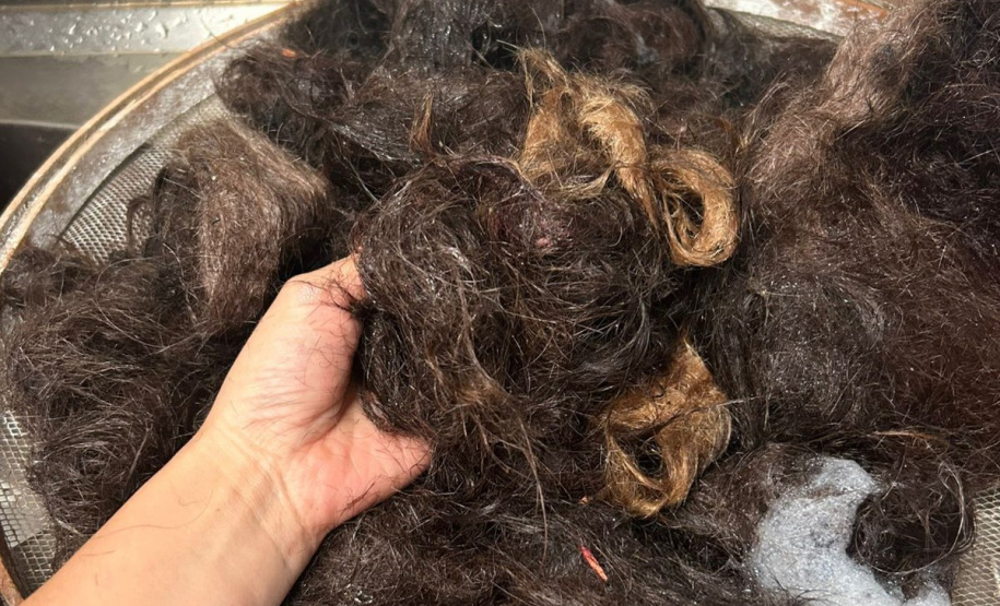 Pesquisa da Unioeste estuda como transformar cabelo humano em adubo