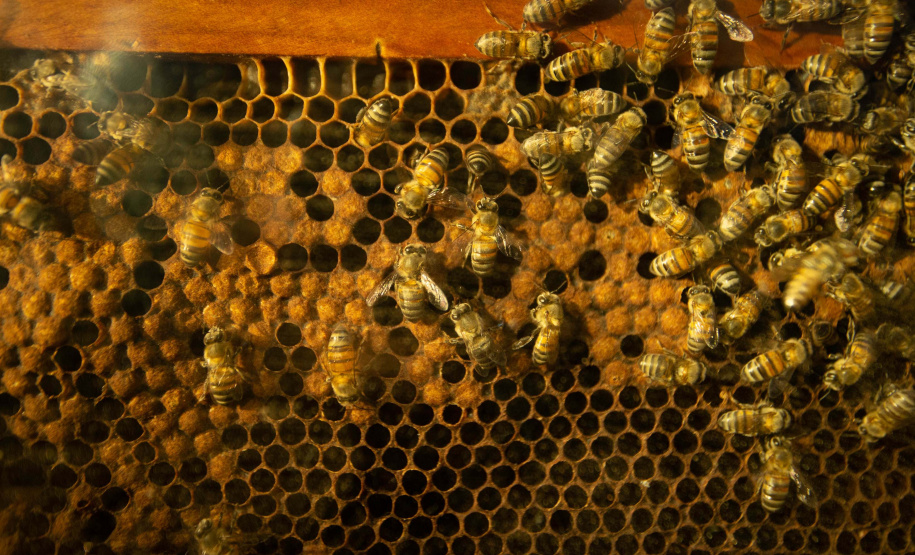 Perto de rio e áreas rurais, câmpus do Noroeste da UEM comemora 35 anos de pesquisas