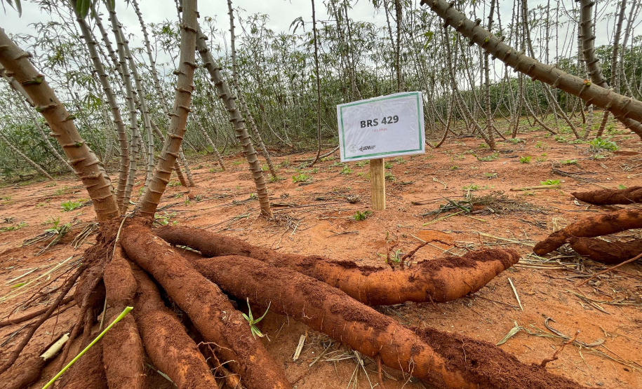 Perto de rio e áreas rurais, câmpus do Noroeste da UEM comemora 35 anos de pesquisas