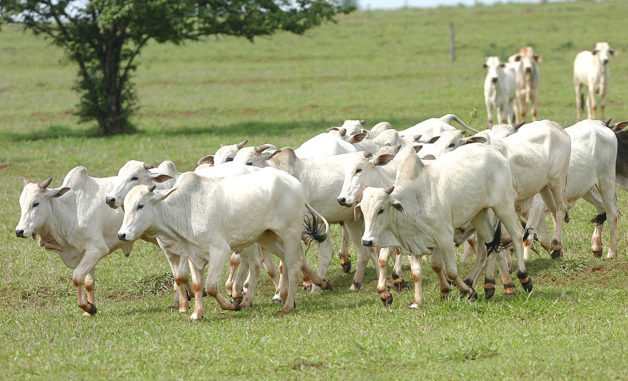 Tecpar vai participar de conferência internacional sobre febre aftosa em Curitiba