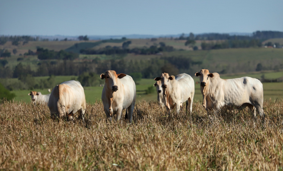 Tecpar vai participar de conferência internacional sobre febre aftosa em Curitiba