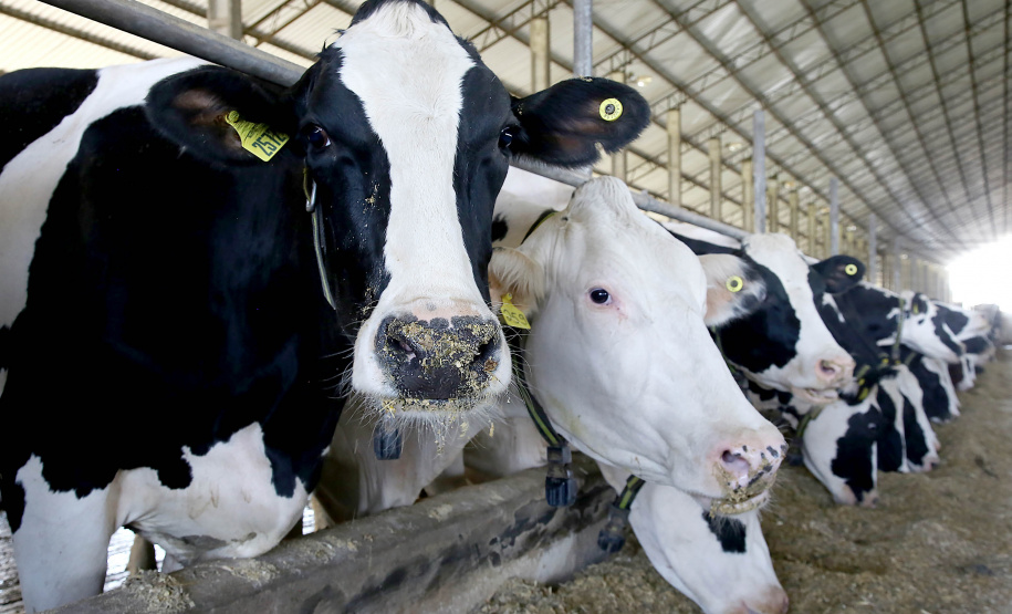 Tecpar vai participar de conferência internacional sobre febre aftosa em Curitiba