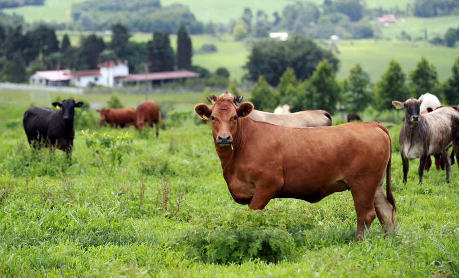 Tecpar vai participar de conferência internacional sobre febre aftosa em Curitiba