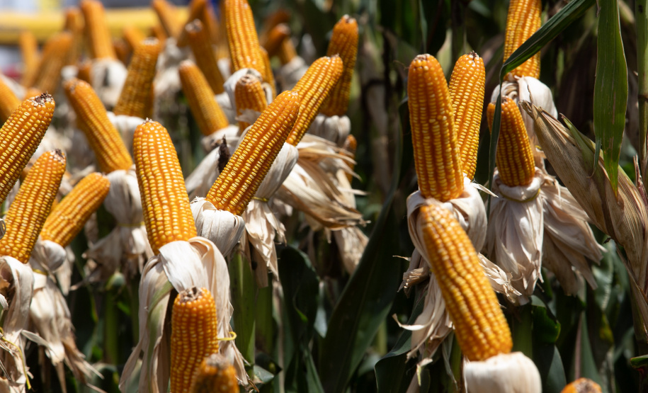 Governador assina protocolos para uso de biogás e biometano no transporte rodoviário