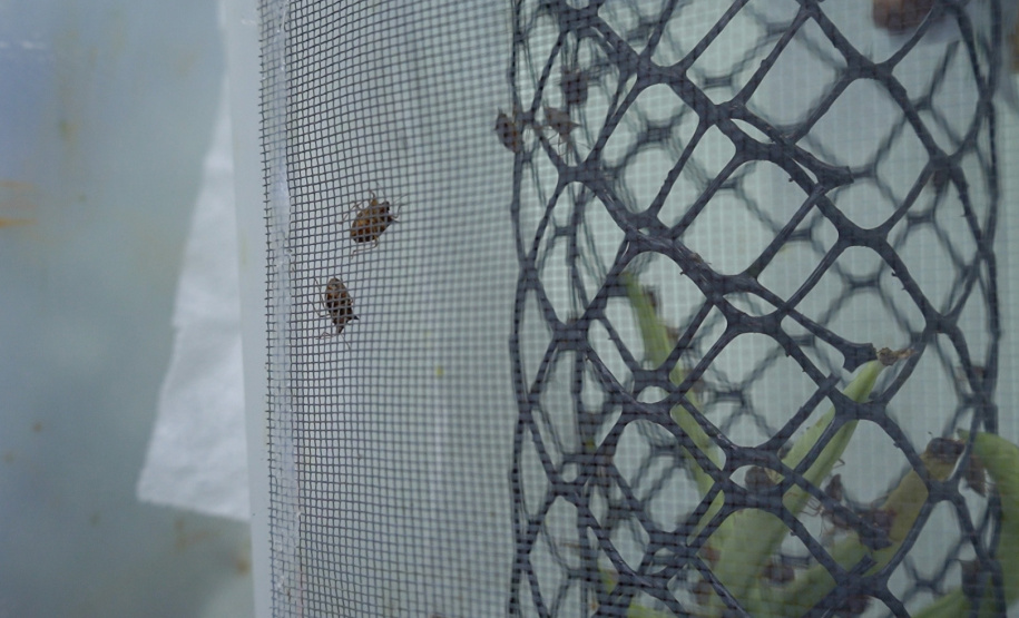 Mulheres são maioria com curso superior no Paraná e representam 58% dos graduados