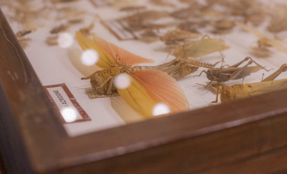 Museu Campos Gerais inaugura exposição sobre Roma Antiga