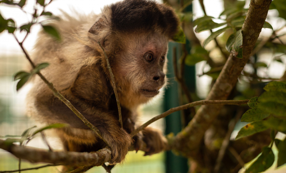 IAT e UEL firmam parceria pela conservação dos macacos-prego