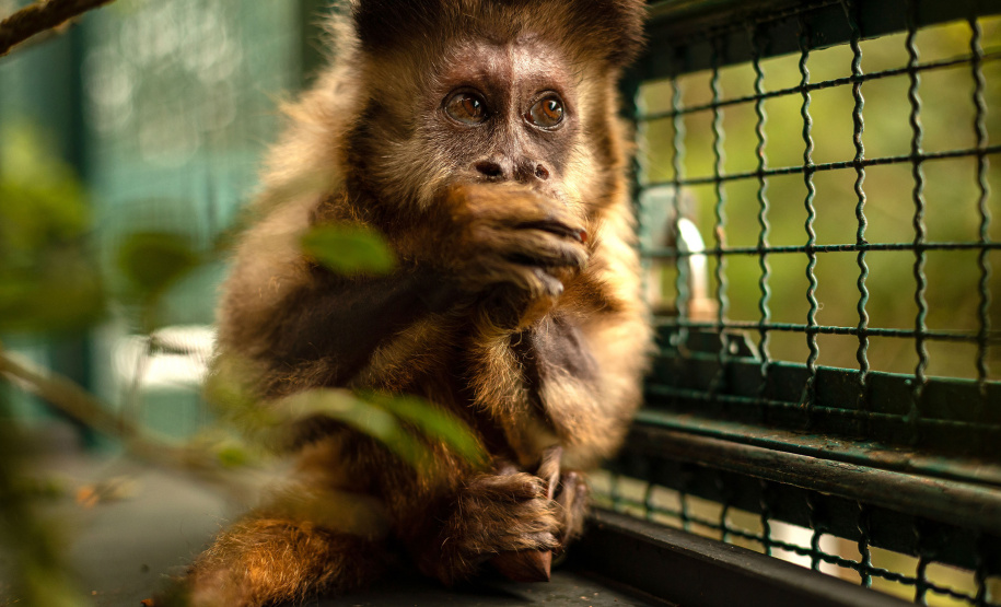 IAT e UEL firmam parceria pela conservação dos macacos-prego