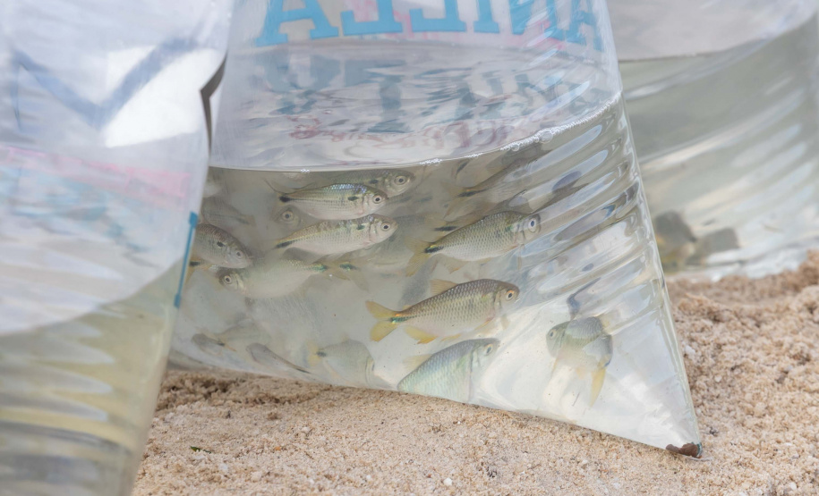 Estado repovoa Parque Passaúna em Curitiba com meio milhão de peixes nativos