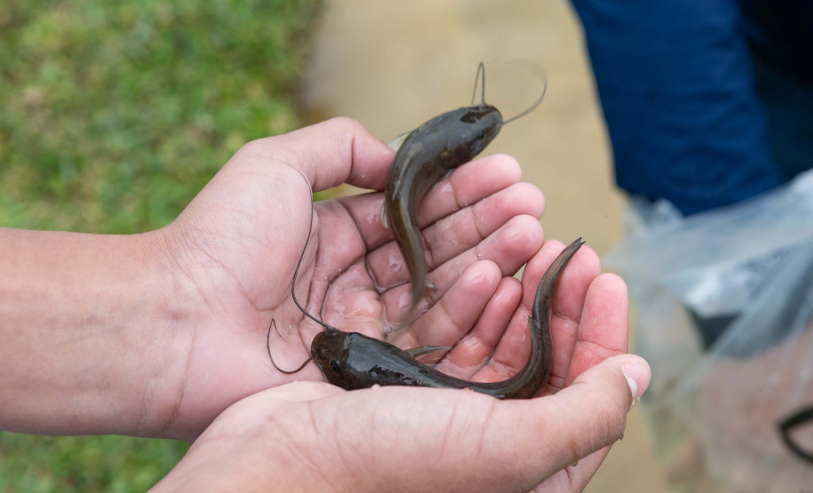 Estado repovoa Parque Passaúna em Curitiba com meio milhão de peixes nativos