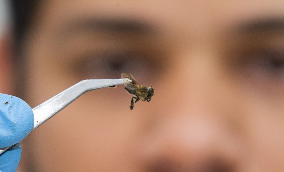 De maquiagem a seringas: 5 serviços que o Tecpar executa e você nem imagina