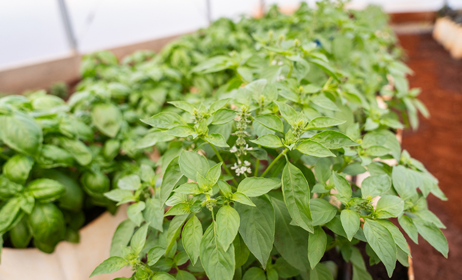 Nova estufa climatizada da UENP traz ganho acadêmico e ajuda pequenos produtores