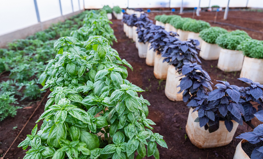 Nova estufa climatizada da UENP traz ganho acadêmico e ajuda pequenos produtores