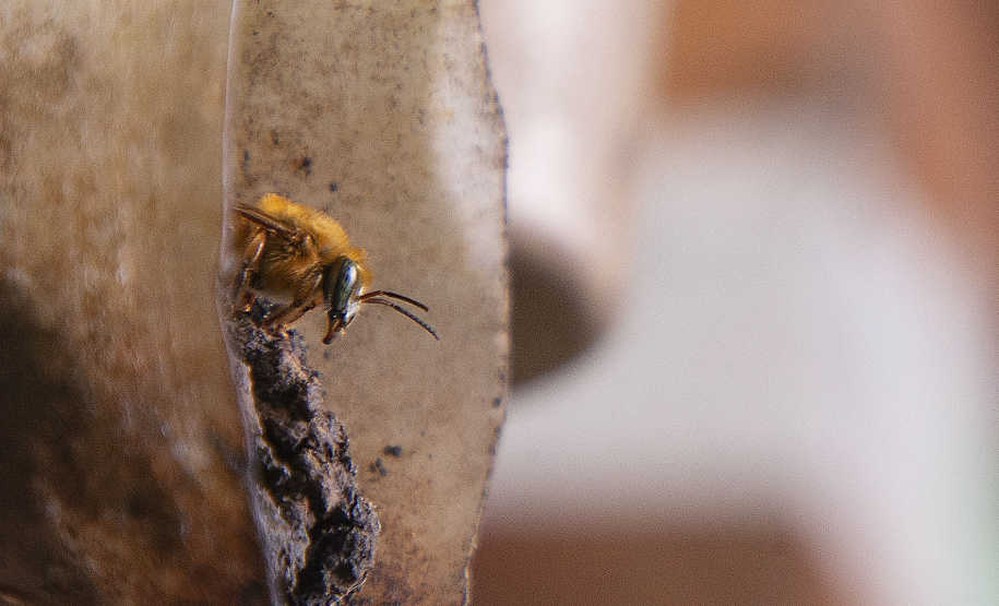 Tecpar e Unespar firmam parceria para fortalecer meliponicultura no Litoral