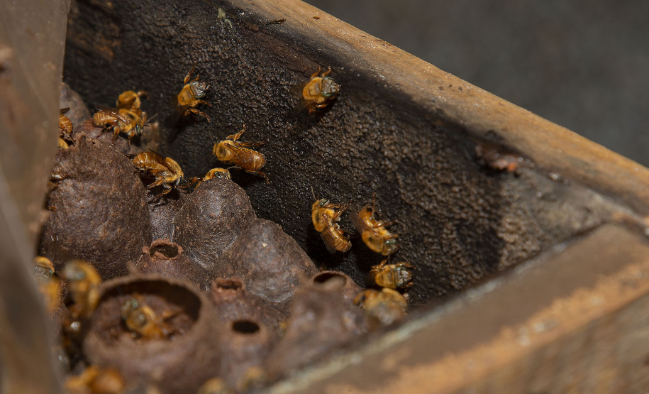 Tecpar e Unespar firmam parceria para fortalecer meliponicultura no Litoral