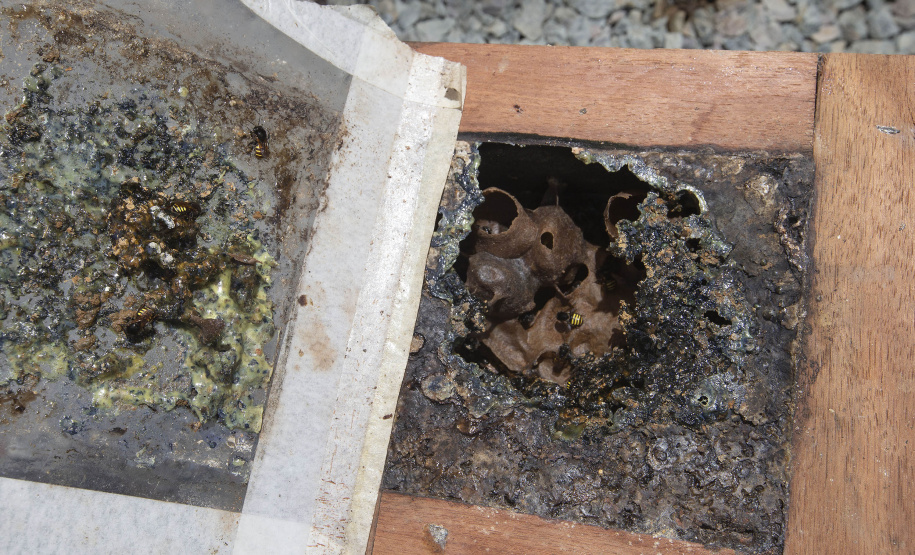 Tecpar e Unespar firmam parceria para fortalecer meliponicultura no Litoral