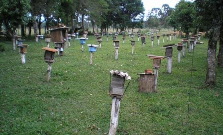 Imbituvão: projeto da Unicentro ajuda a mapear riquezas e potenciais florestais do Paraná