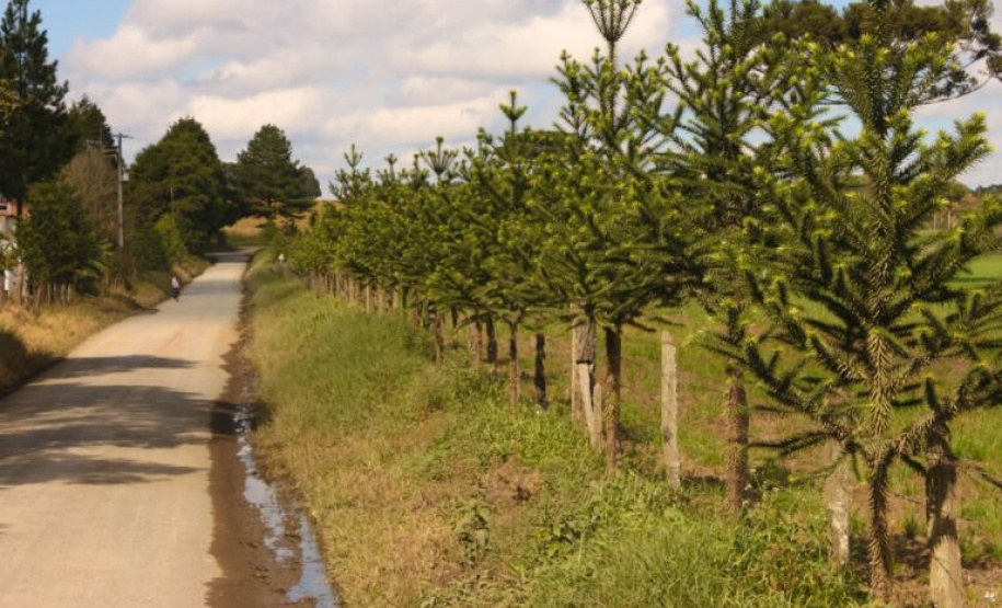 Imbituvão: projeto da Unicentro ajuda a mapear riquezas e potenciais florestais do Paraná