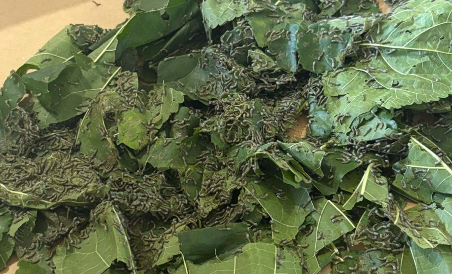 Via Rural Smart Farm reúne 19 mil pessoas no primeiro fim de semana da ExpoLondrina