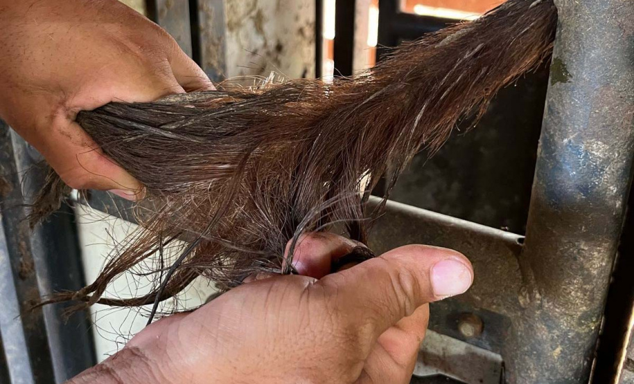 Melhoramento genético da raça Purunã deve ampliar oferta e elevar ainda mais qualidade da carne