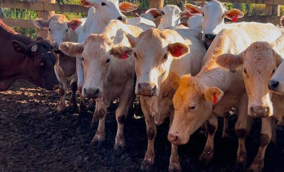 Melhoramento genético da raça Purunã deve ampliar oferta e elevar ainda mais qualidade da carne