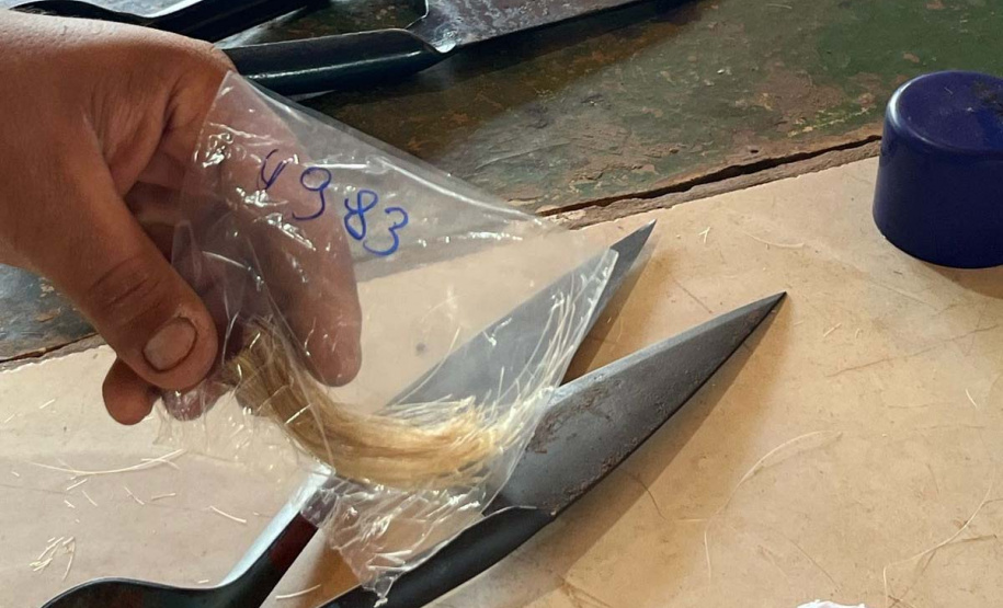 Melhoramento genético da raça Purunã deve ampliar oferta e elevar ainda mais qualidade da carne