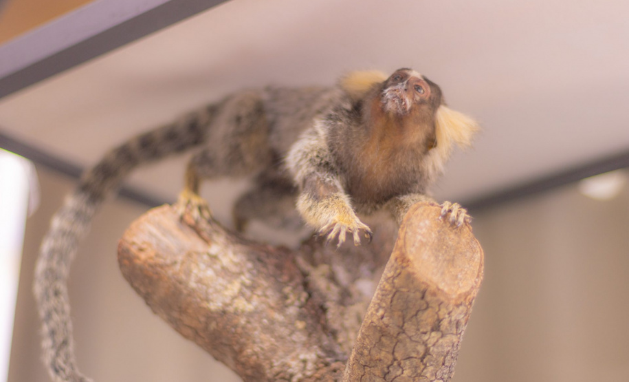 Pesquisa e ensino: Laboratório de Zoologia da UEPG tem mais de mil animais conservados