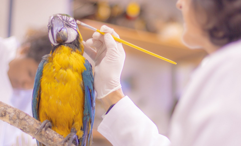 Pesquisa e ensino: Laboratório de Zoologia da UEPG tem mais de mil animais conservados